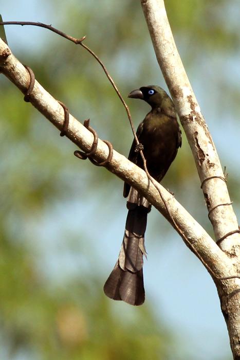 post-25665-0-79229200-1445398609_thumb.j