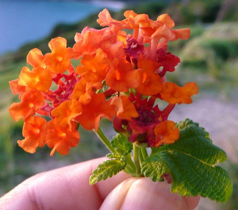 post-35489-0-03746100-1446029340_thumb.j