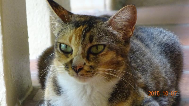 post-35489-0-17236400-1444239525_thumb.j