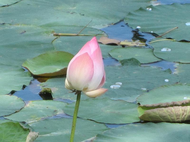 post-35489-0-22577700-1444406977_thumb.j