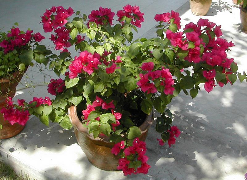 post-35489-0-34702700-1445355376_thumb.j