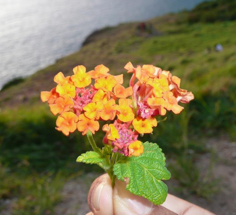 post-35489-0-78376700-1446045013_thumb.j