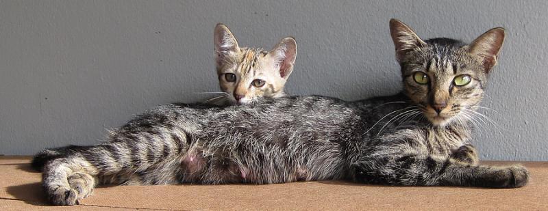 post-35489-0-83123800-1444405269_thumb.j