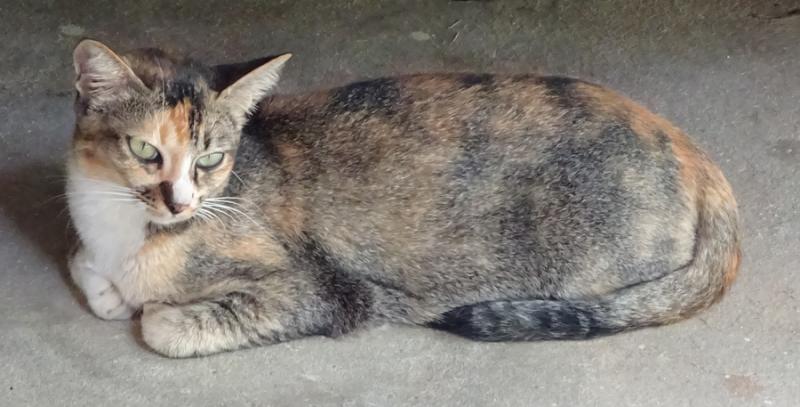 post-35489-0-86678200-1444576562_thumb.j