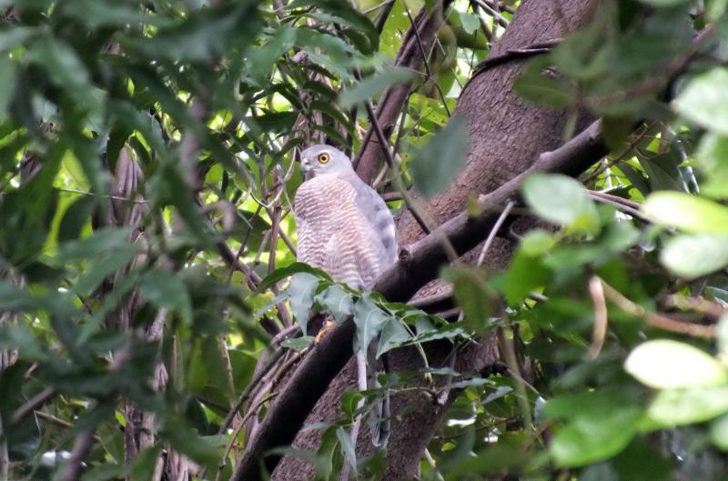 post-91156-0-88225900-1444878367_thumb.j