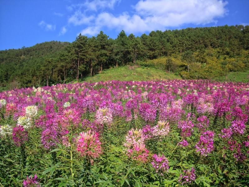 post-93078-0-27165300-1445840447_thumb.j