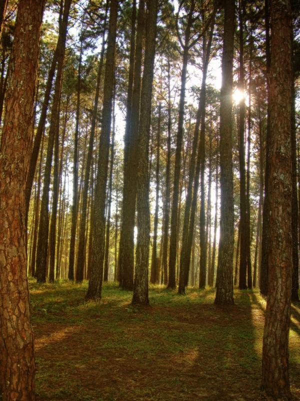 post-93078-0-55440100-1445840316_thumb.j