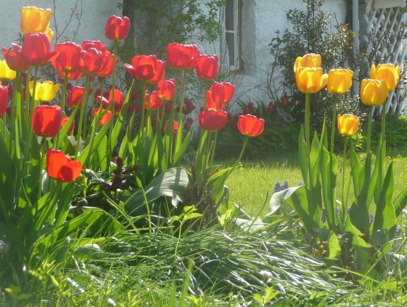 post-94399-0-00327800-1446247688_thumb.j