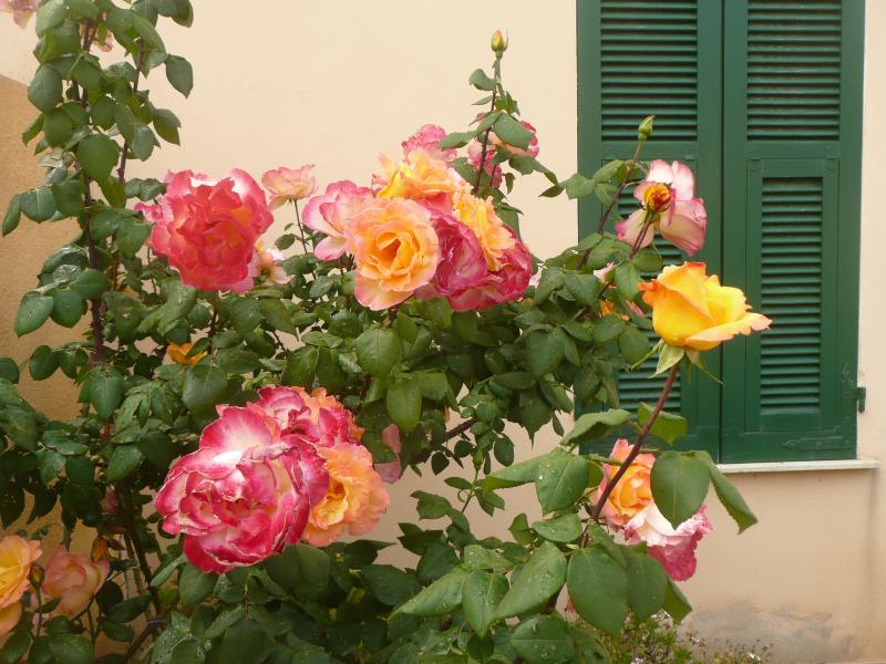 post-94399-0-07227900-1445285626_thumb.j