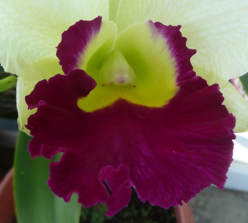 post-94399-0-11534300-1445027813_thumb.j