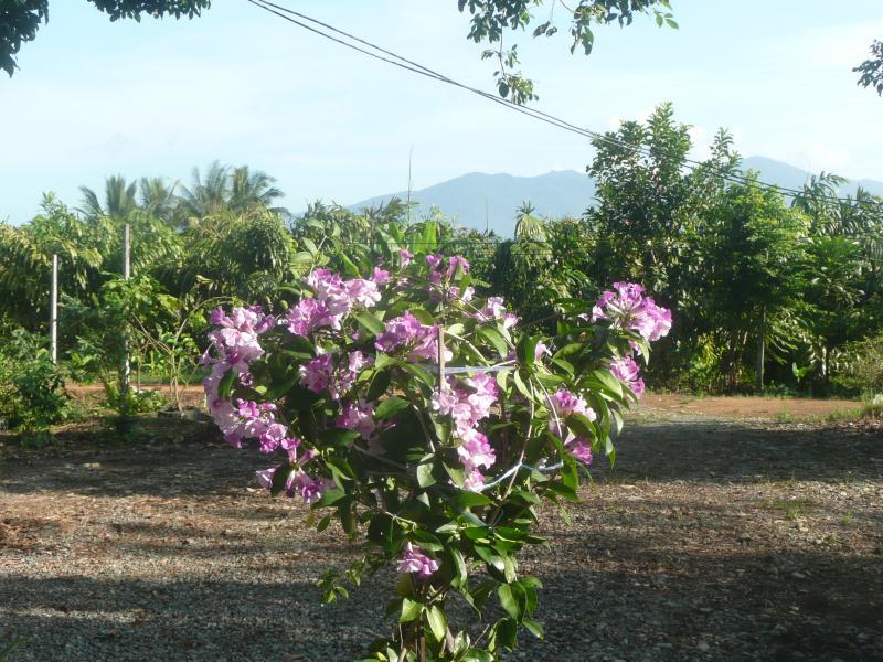 post-94399-0-31239300-1446168998_thumb.j