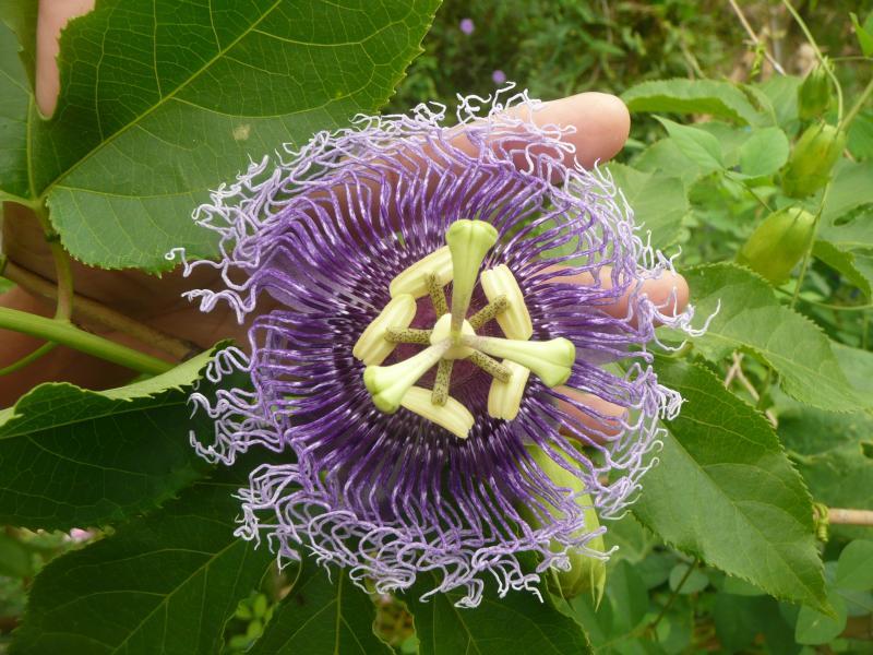 post-94399-0-56591800-1445021173_thumb.j