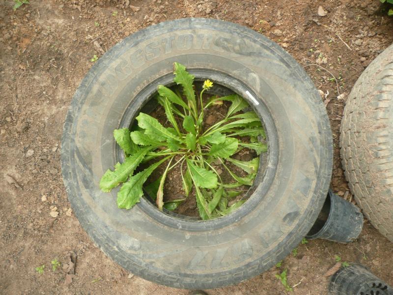 post-94399-0-94552900-1445256043_thumb.j