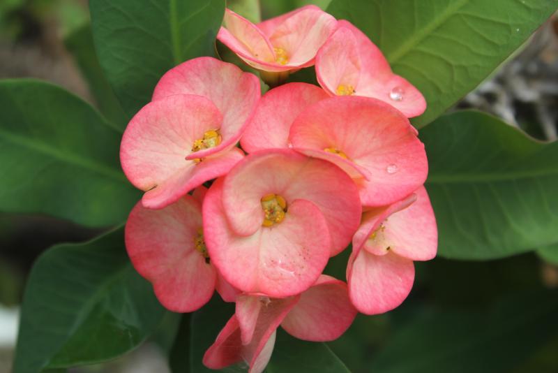 post-95325-0-02698900-1443971300_thumb.j