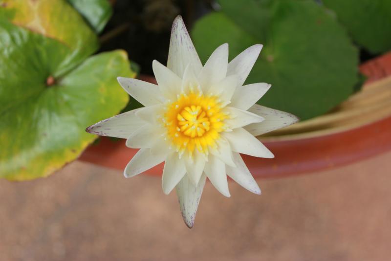 post-95325-0-05193500-1443971888_thumb.j