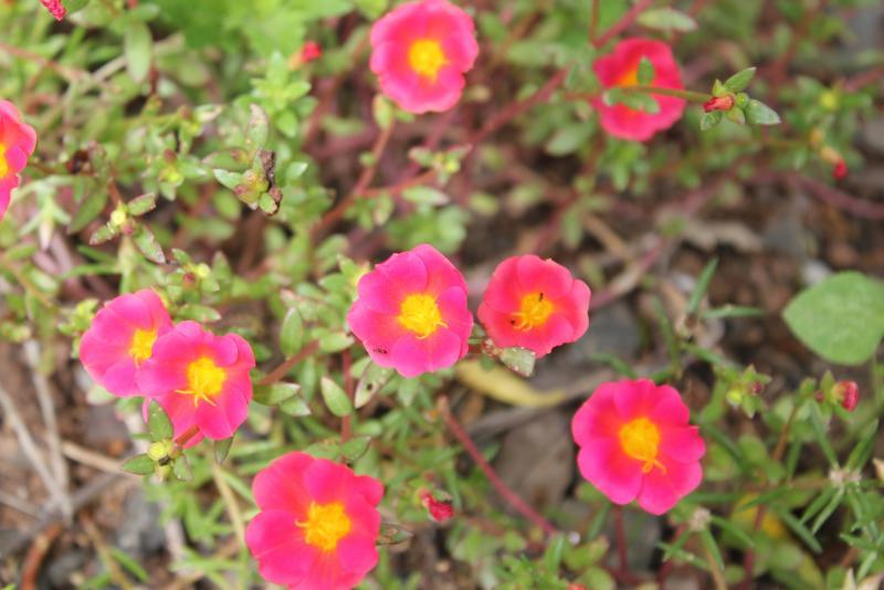 post-95325-0-20371900-1443971469_thumb.j