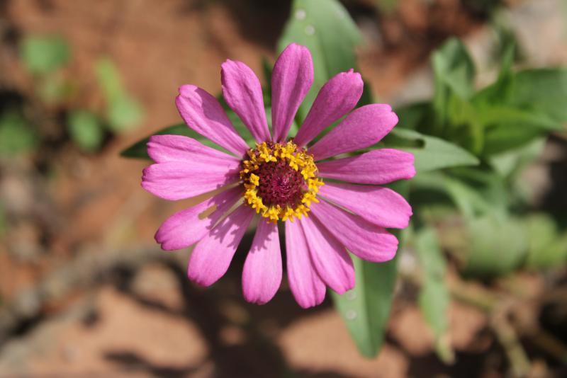 post-95325-0-41479700-1443970314_thumb.j