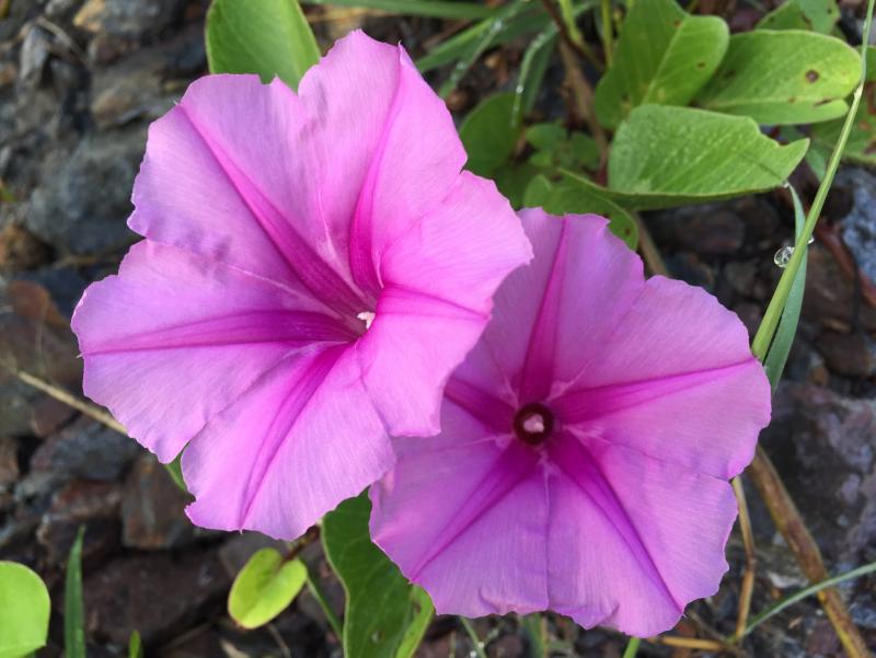 post-95325-0-45357100-1445507831_thumb.j