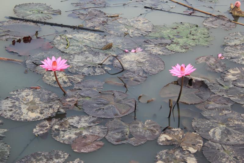 post-95325-0-46322000-1446116781_thumb.j