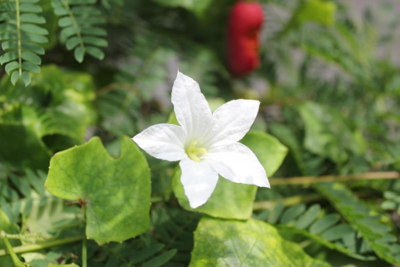 post-95325-0-90980600-1443970661_thumb.j