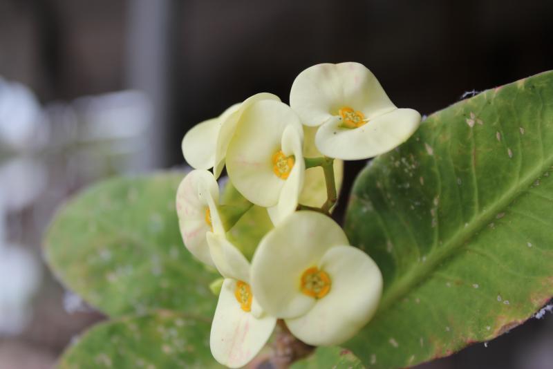 post-95325-0-96274700-1445833974_thumb.j