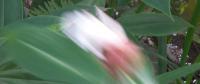 post-34511-1257251688_thumb.jpg