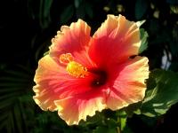 post-8857-0-26234500-1290073378_thumb.jp