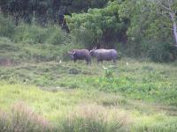 post-18822-0-02380000-1322457498_thumb.j