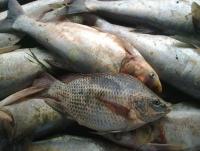 post-104736-0-62835400-1352229668_thumb.