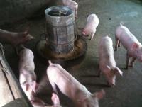 post-109249-0-33291000-1351744604_thumb.