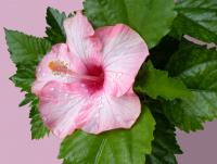 post-150317-0-83849900-1353397016_thumb.