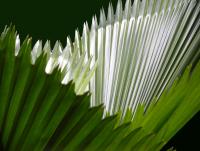 post-150317-0-93752900-1353244331_thumb.