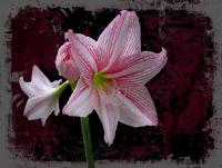 post-150317-0-95822000-1353244295_thumb.