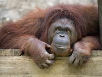 post-152667-0-13031100-1352205354_thumb.