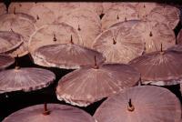 post-157810-0-50135000-1353823632_thumb.