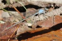 post-16612-0-02665100-1352165819_thumb.j