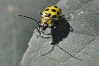 post-16612-0-16087200-1352165878_thumb.j