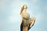 post-167311-0-32118300-1353549571_thumb.