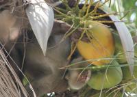 post-167599-0-06039800-1353643663_thumb.