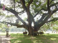 post-168132-0-09994400-1353122537_thumb.