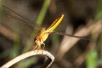 post-17935-0-34497500-1353093057_thumb.j