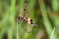 post-17935-0-99200500-1353093076_thumb.j