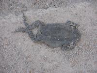 post-55564-0-10850400-1353296627_thumb.j