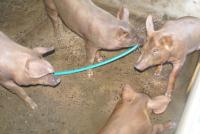 post-56811-0-34288100-1352081922_thumb.j