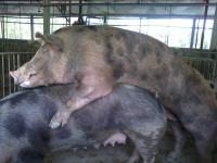 post-56811-0-65497200-1354190858_thumb.j