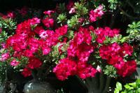 post-76207-0-03227000-1353072673_thumb.j