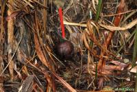 post-85461-0-03995200-1353461931_thumb.j