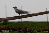 post-85461-0-11394900-1353562070_thumb.j