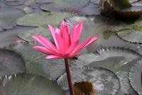 post-85461-0-13136800-1353561994_thumb.j