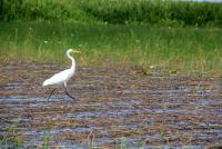 post-85461-0-19328700-1353562031_thumb.j